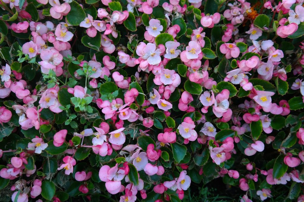 de cate ori pe saptamana se uda begonia