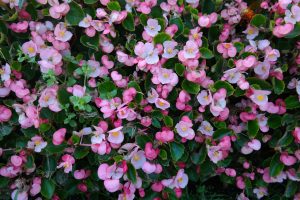 de cate ori pe saptamana se uda begonia