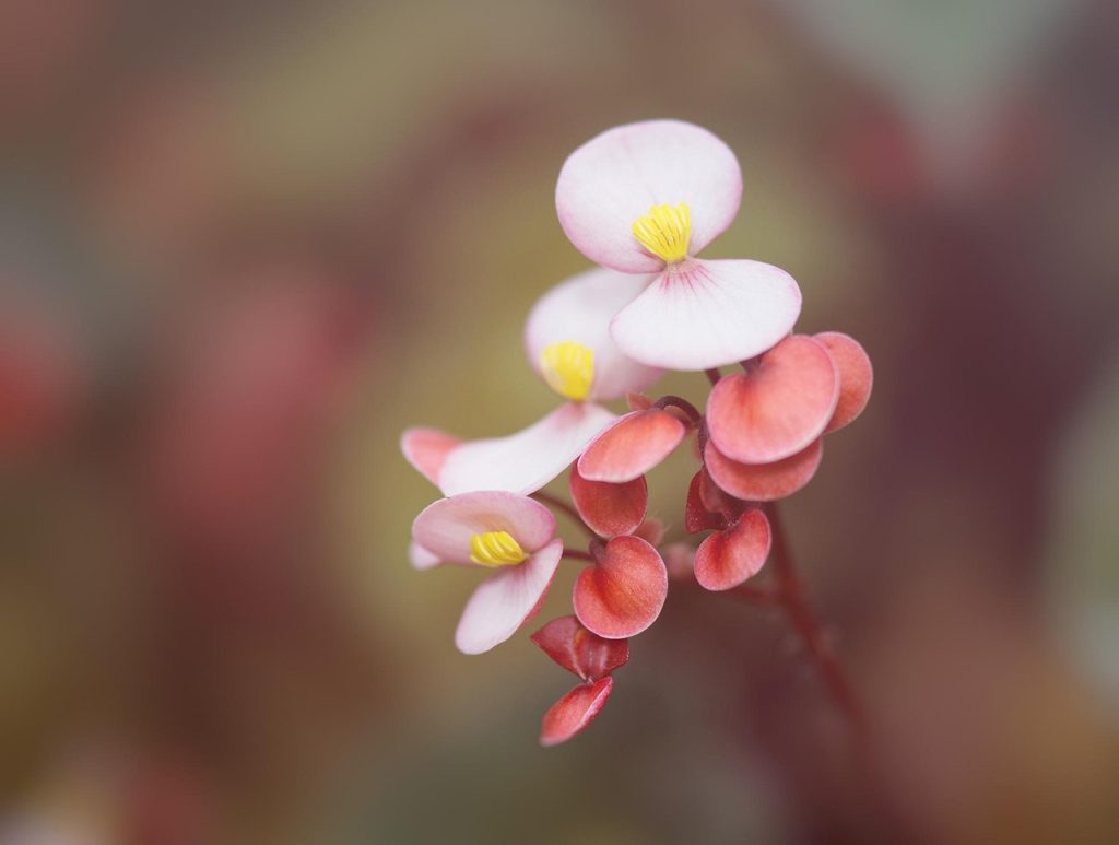 begonia ingrijire iarna
