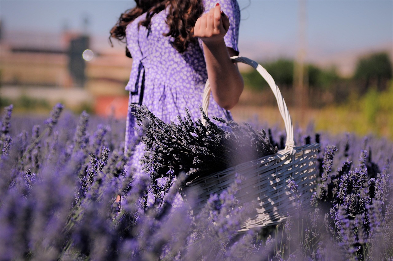 cand se culege lavanda