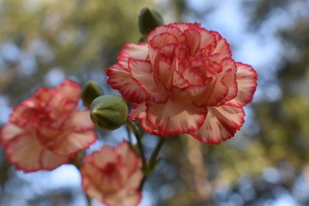 cand se planteaza garofitele de gradina