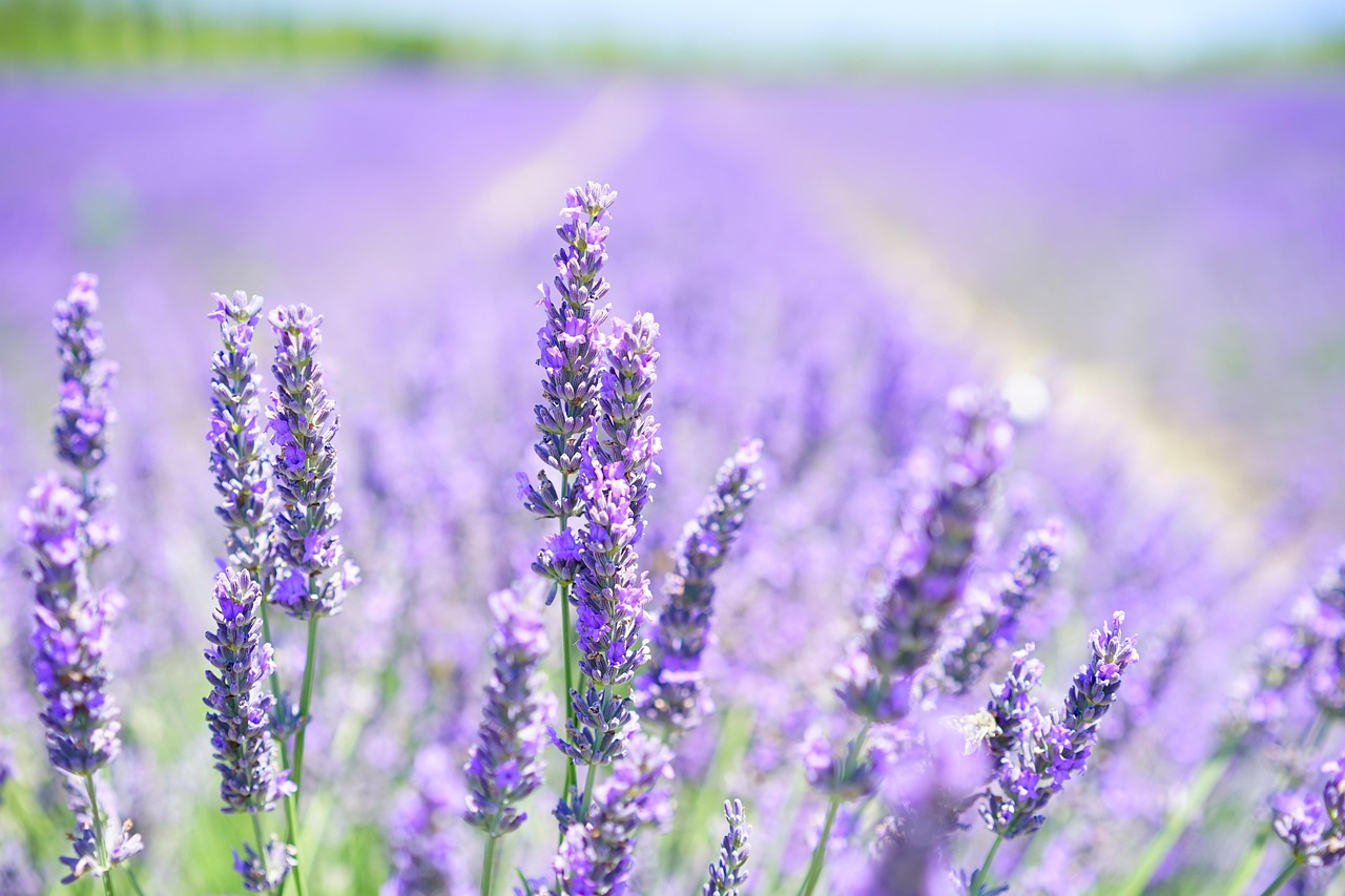 cum se inmulteste lavanda