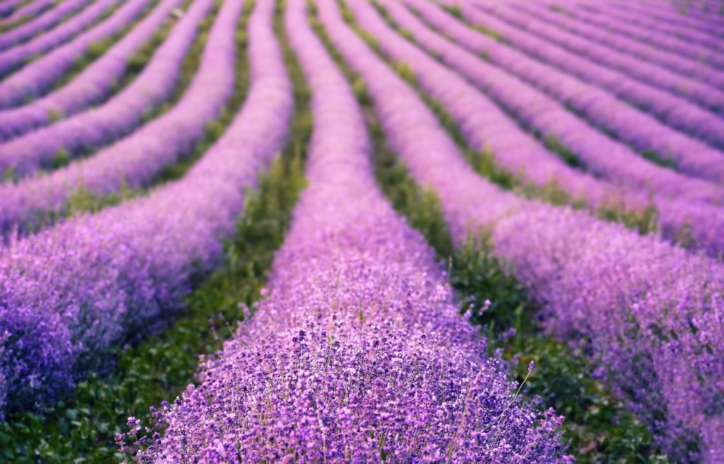 ingrijire lavanda ghiveci