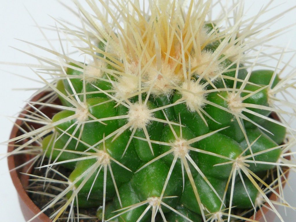 limba soacrei ingrijire