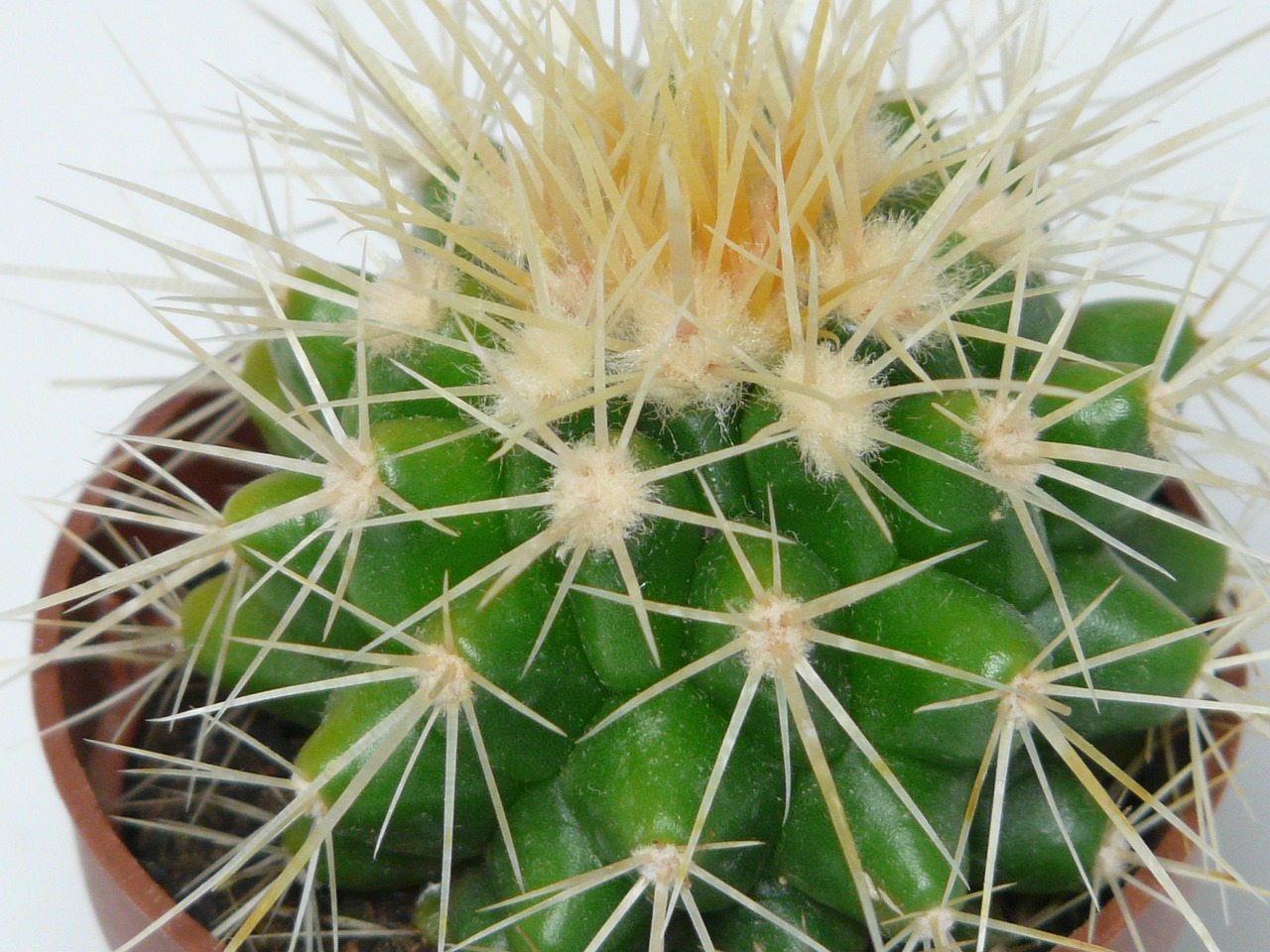 limba soacrei ingrijire