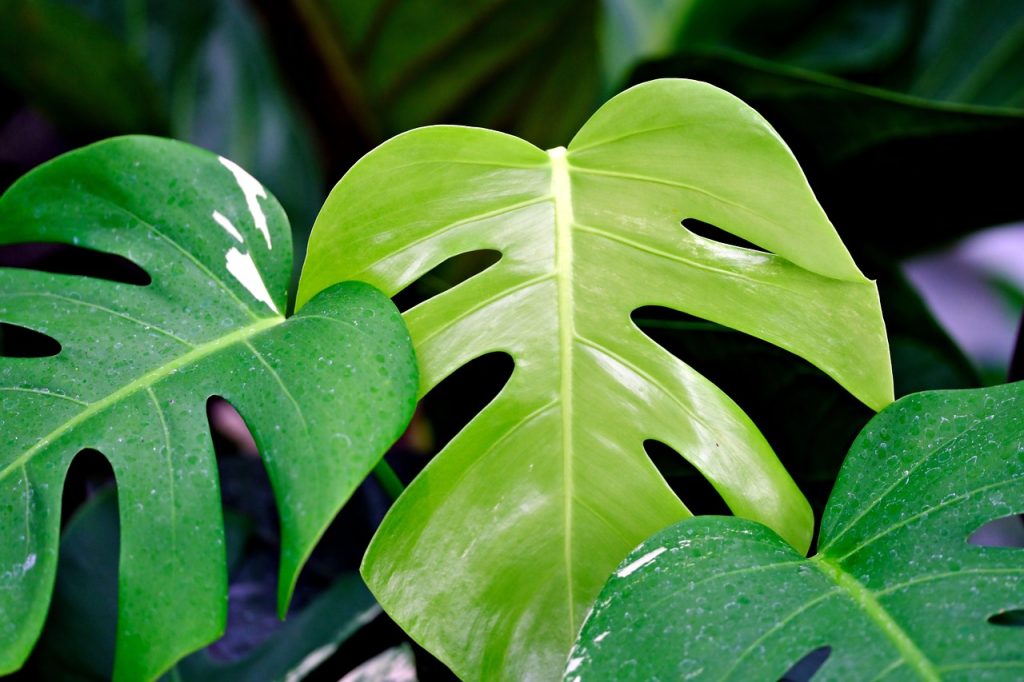 monstera ingrijire
