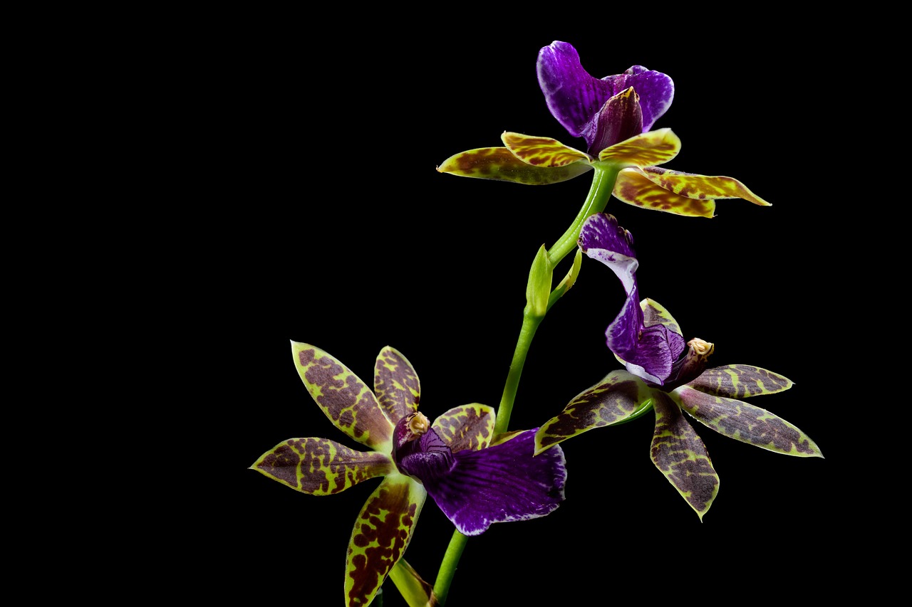 orhidee cymbidium ingrijire