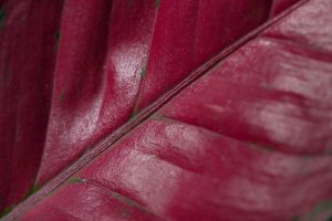aglaonema - planta intunericului
