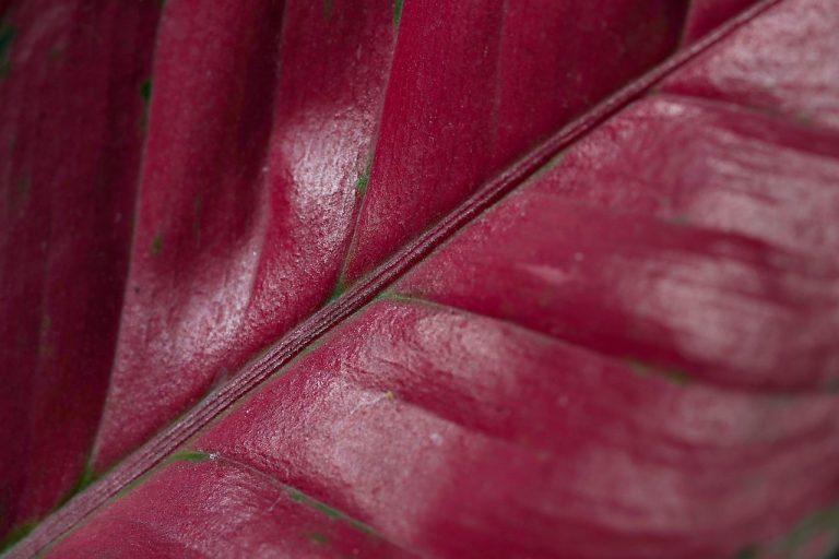 aglaonema - planta intunericului