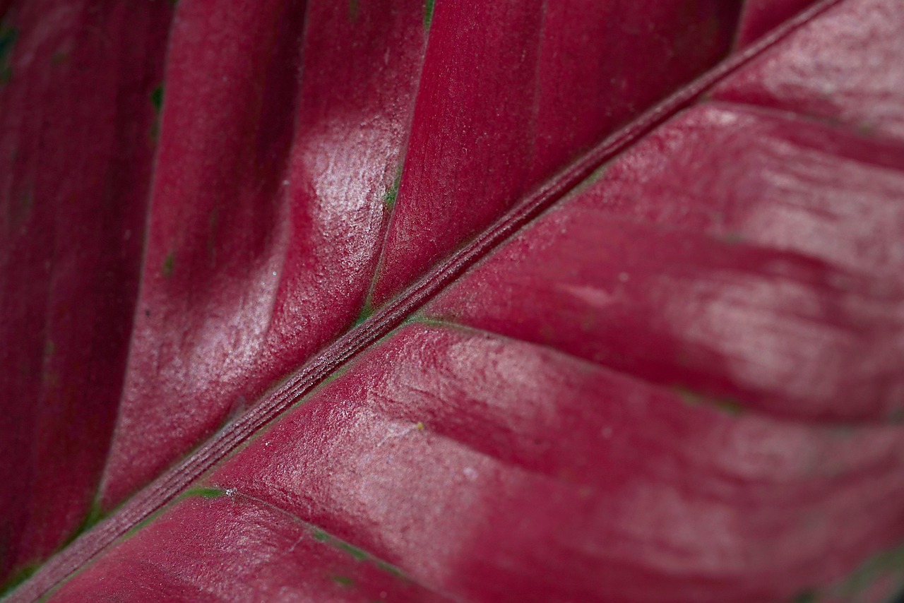aglaonema - planta intunericului