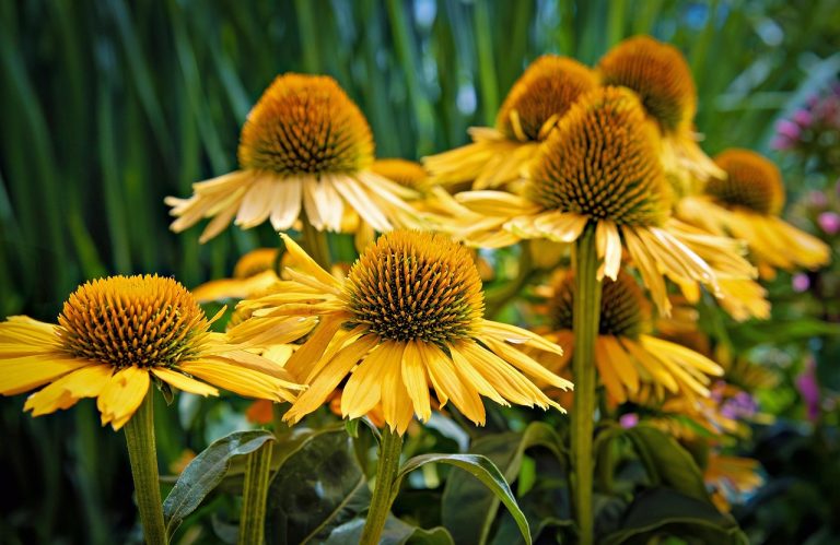 plante perene de gradina