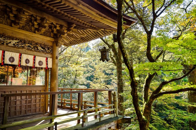tratament purici trandafir japonez